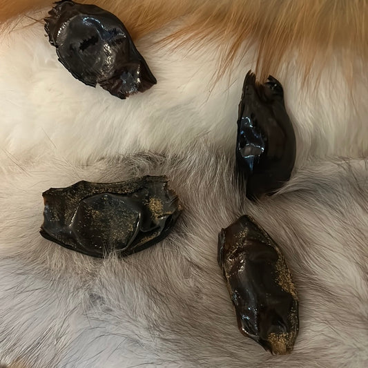 Shark Egg Capsule
