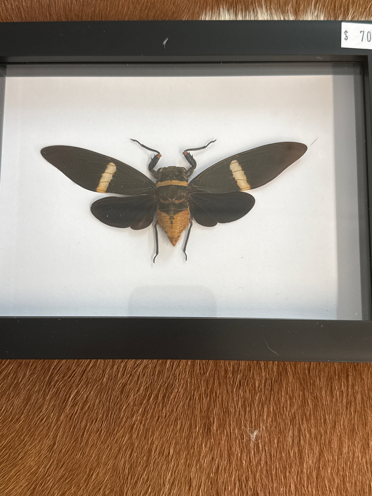 Cicada ssp in a Frame