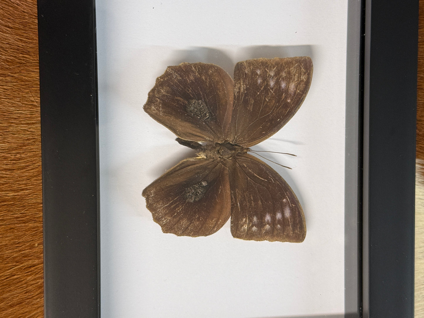 Butterfly frame - Pumpkin Cat Collectables