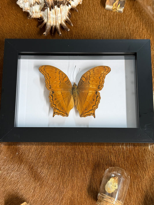 Vindula dejone celebensis Butterfly Frame