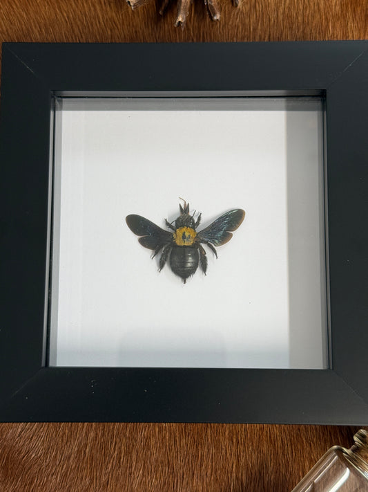 Carpenter Bee - Xylocopa aestuans Frame