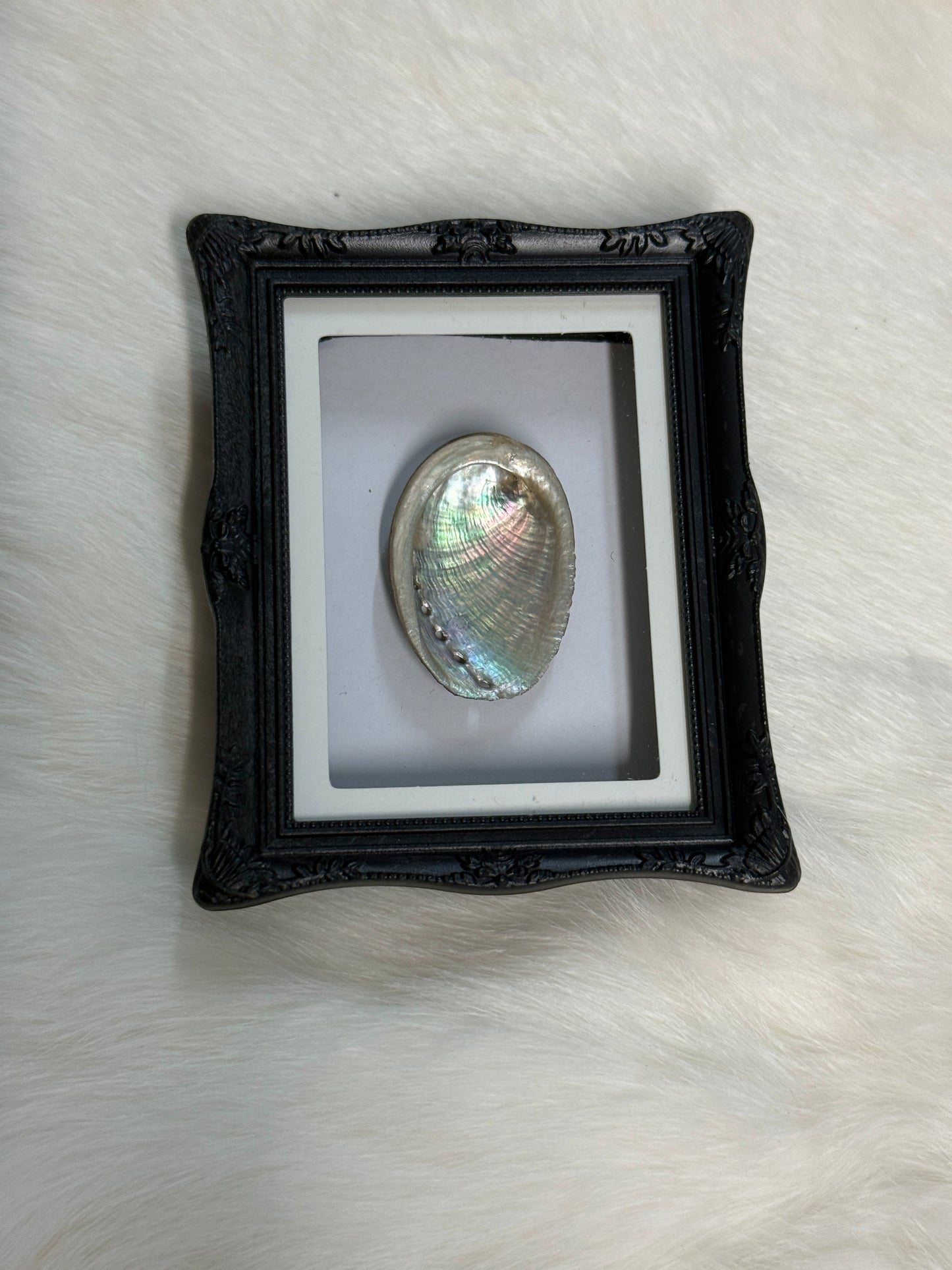 Bug Fridge Magnet Mini Frame - Pumpkin Cat Collectables