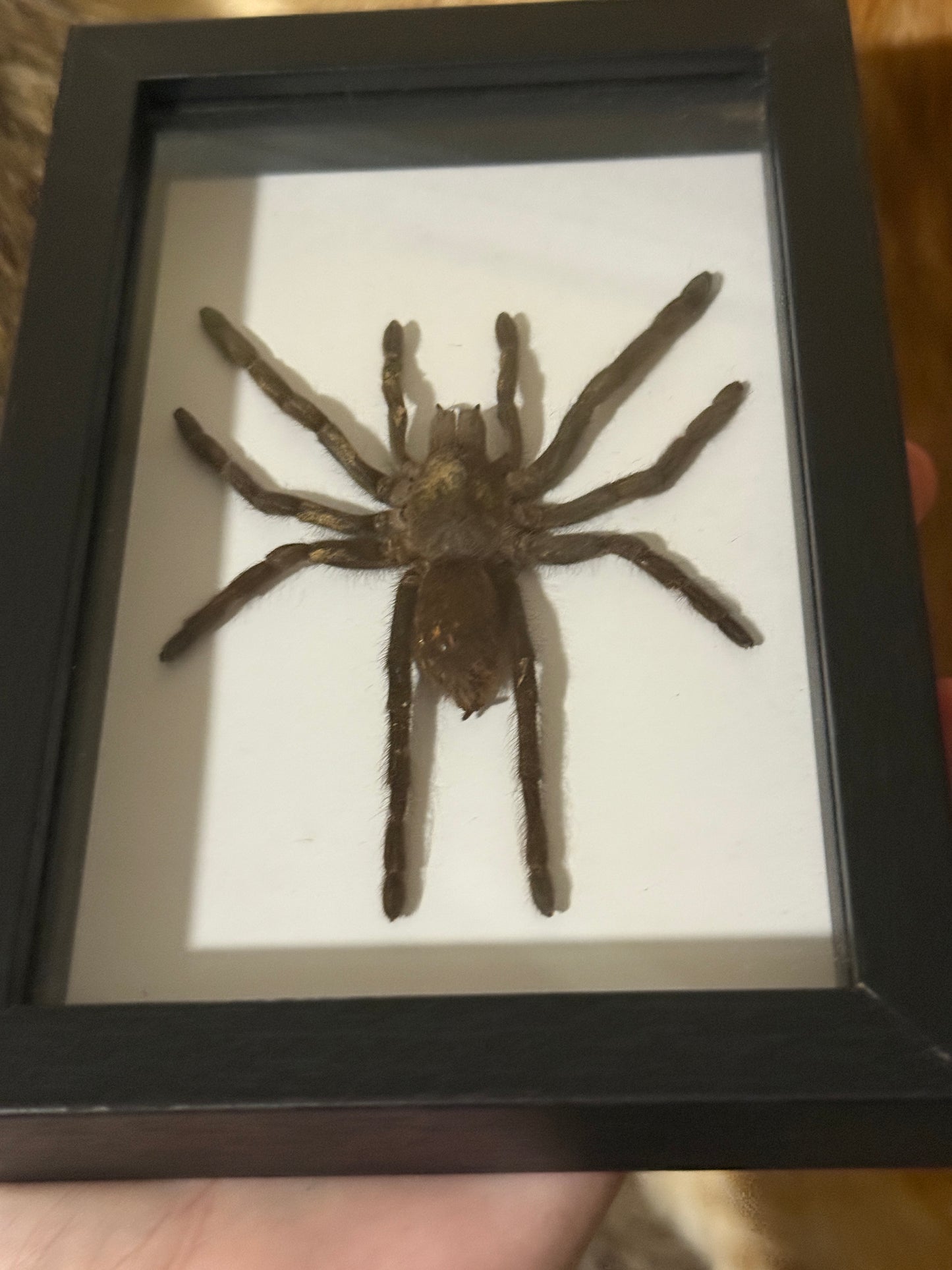 Selenocosmia dolichoplectra Tarantula in a frame