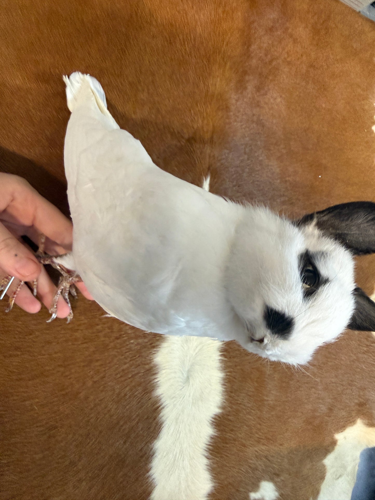 Taxidermy Bunny Bird 'Nyx'