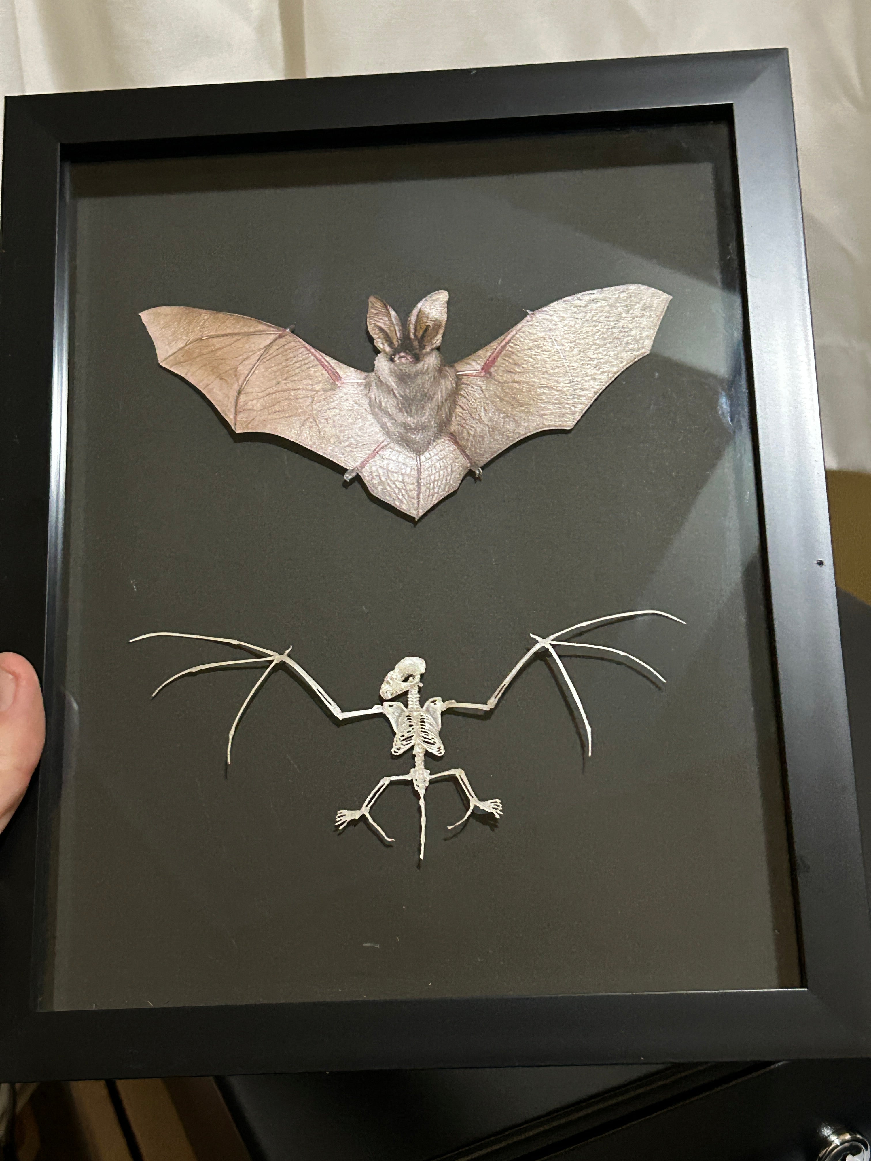 Replica Brown Long Eared Bat And Skeleton Frame Pumpkin Cat Collectables