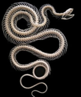 PREORDER Pytas korros carinata (double rolling) Snake Skeleton Frame