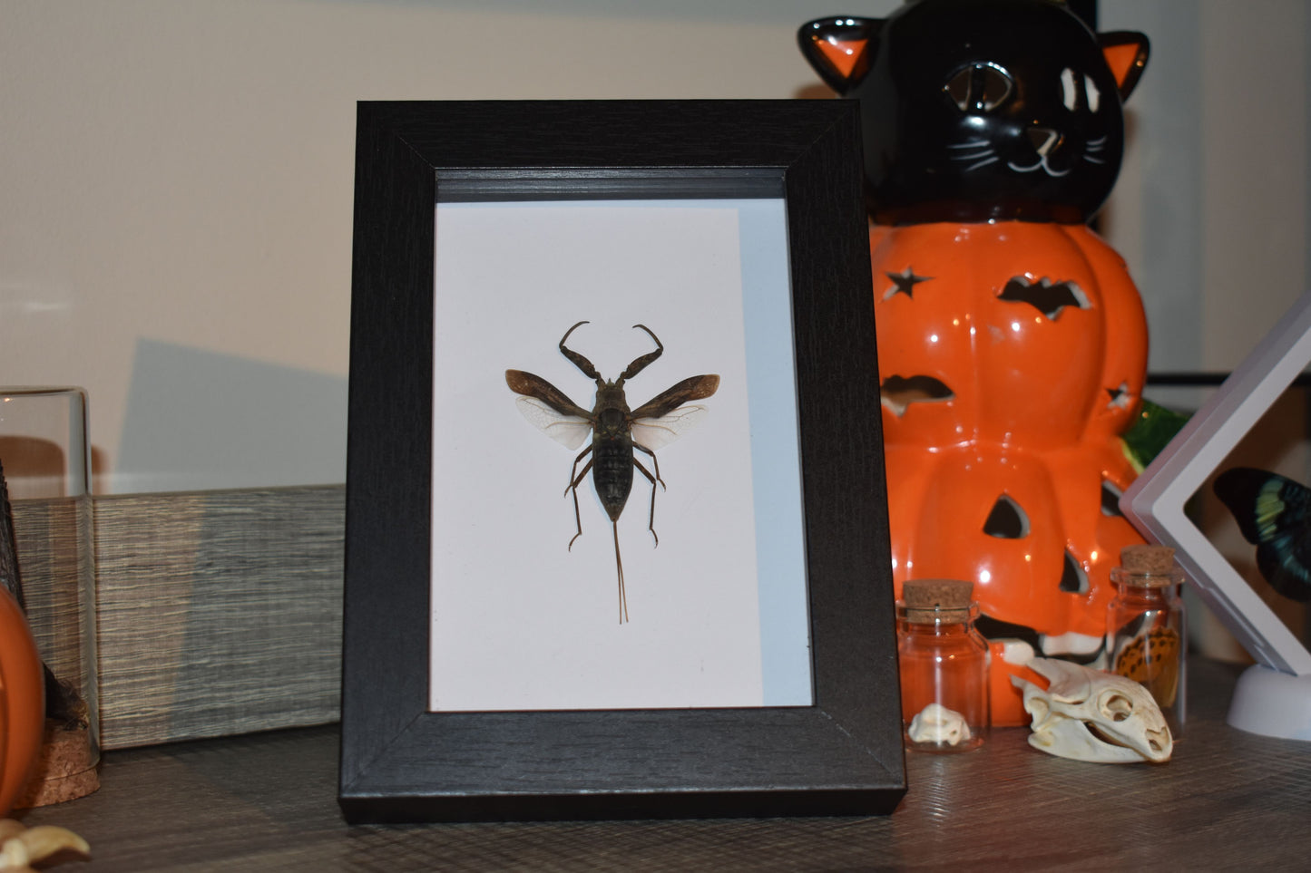 Nepa rubra Water Scorpion in a frame - Black