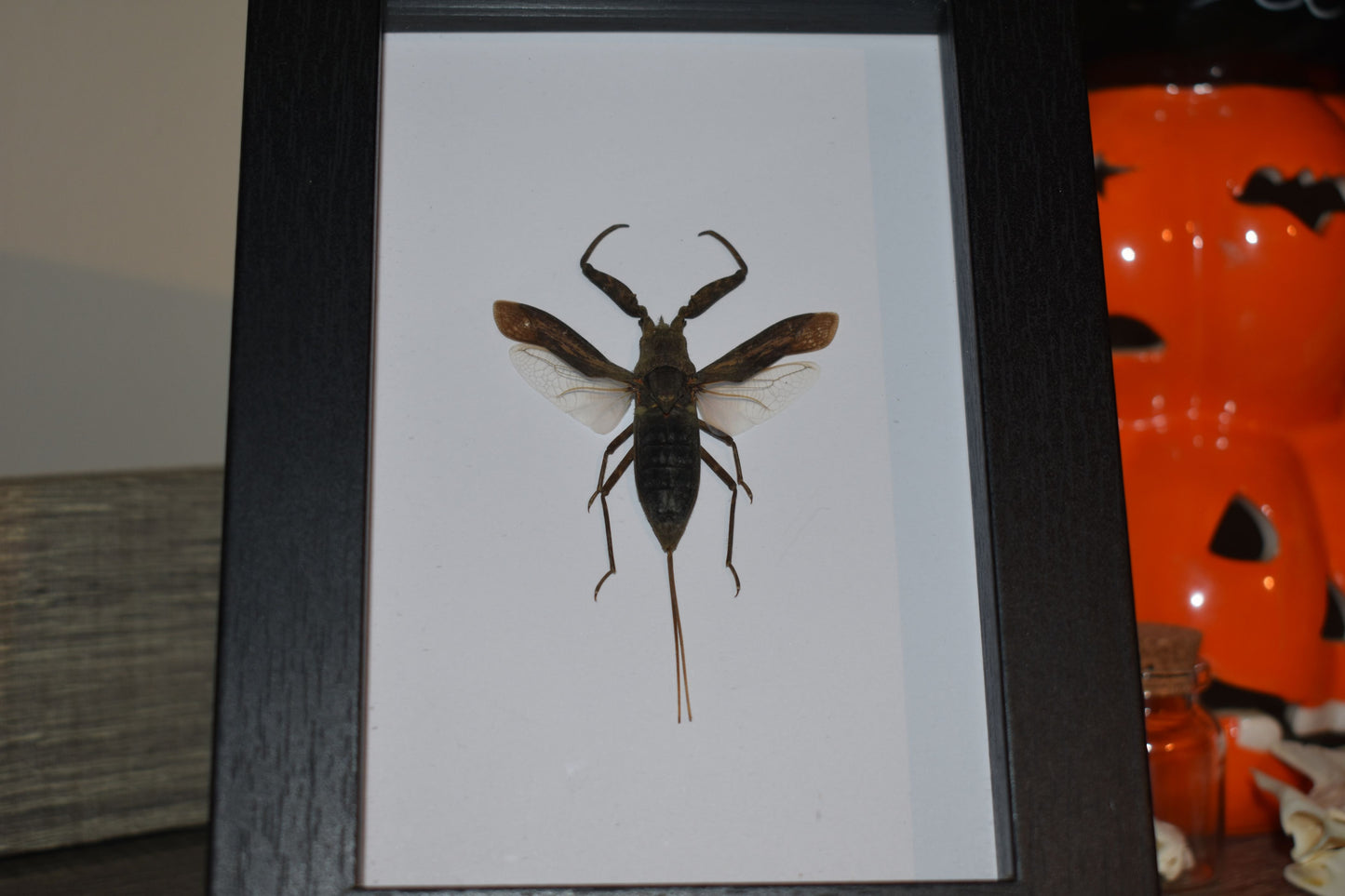 Nepa rubra Water Scorpion in a frame - Black