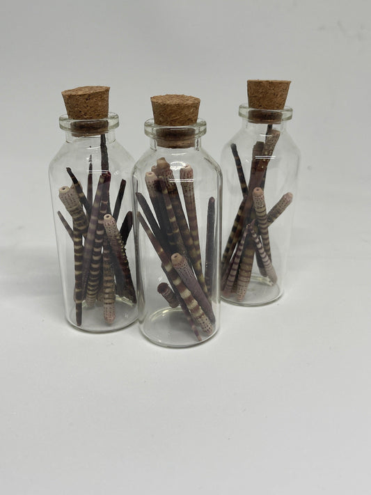 Oddity Jar - Sea Urchin Spikes - Pumpkin Cat Collectables - pumpkincatcollectables.com