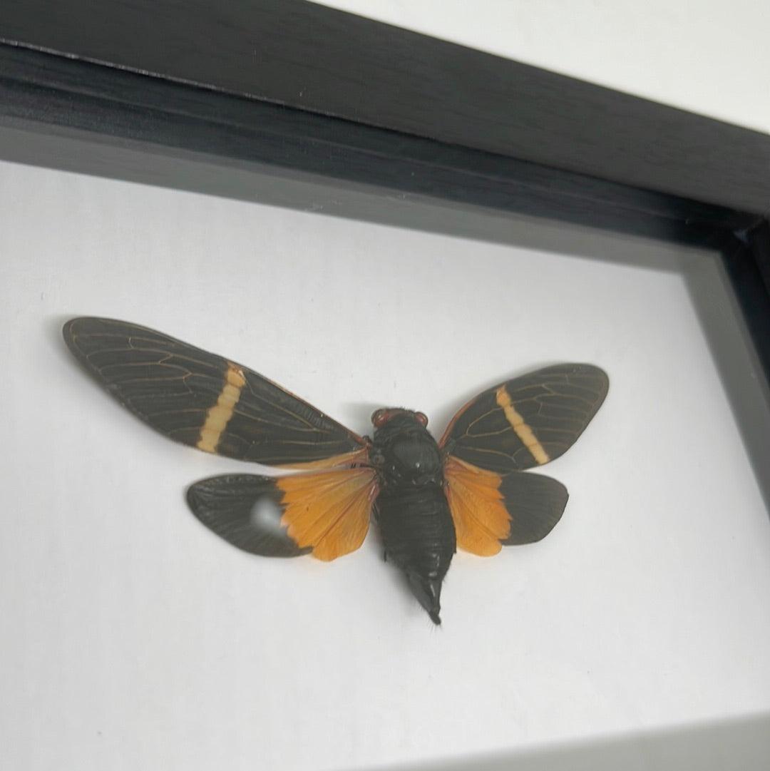 Orange Cicada - Tosena paviei in a frame - Pumpkin Cat Collectables - pumpkincatcollectables.com