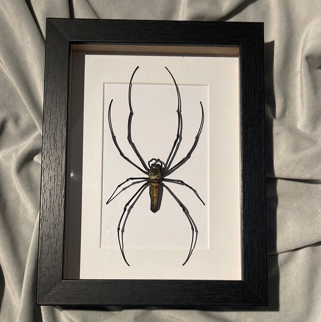 Large Orb Spider (Nephila maculata) in a frame
