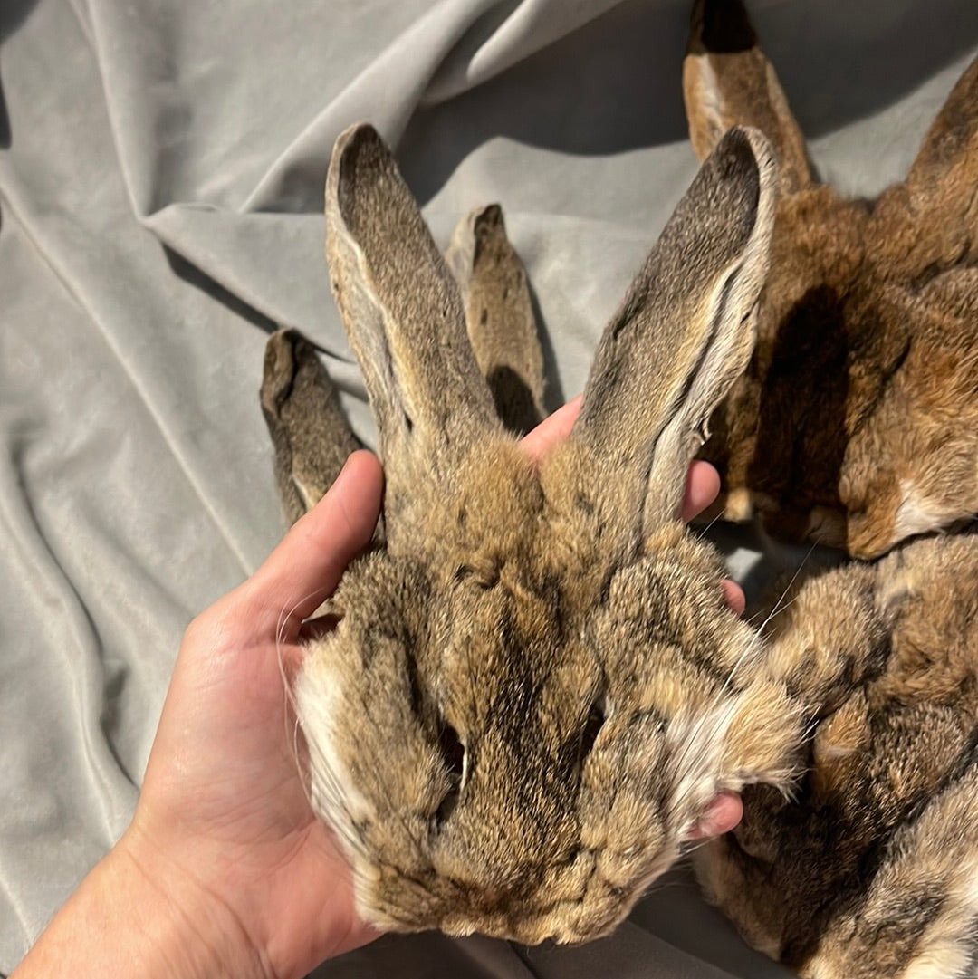 Hare Face Pelt