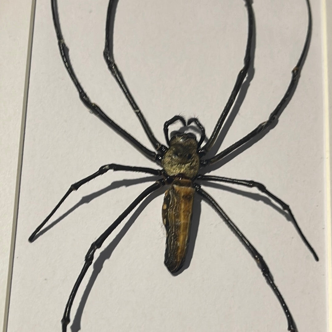 Large Orb Spider (Nephila maculata) in a frame