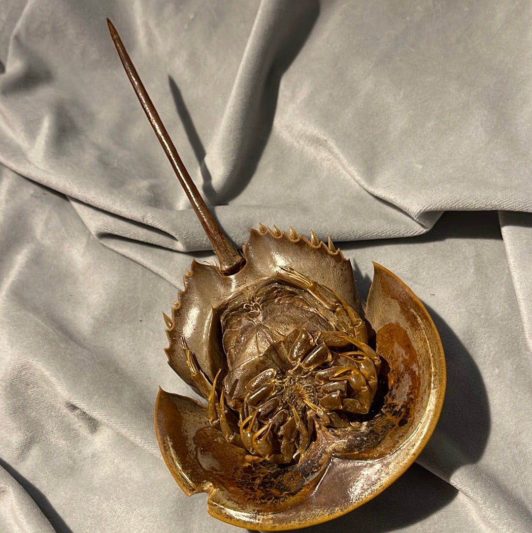 Preserved Horseshoe Crab