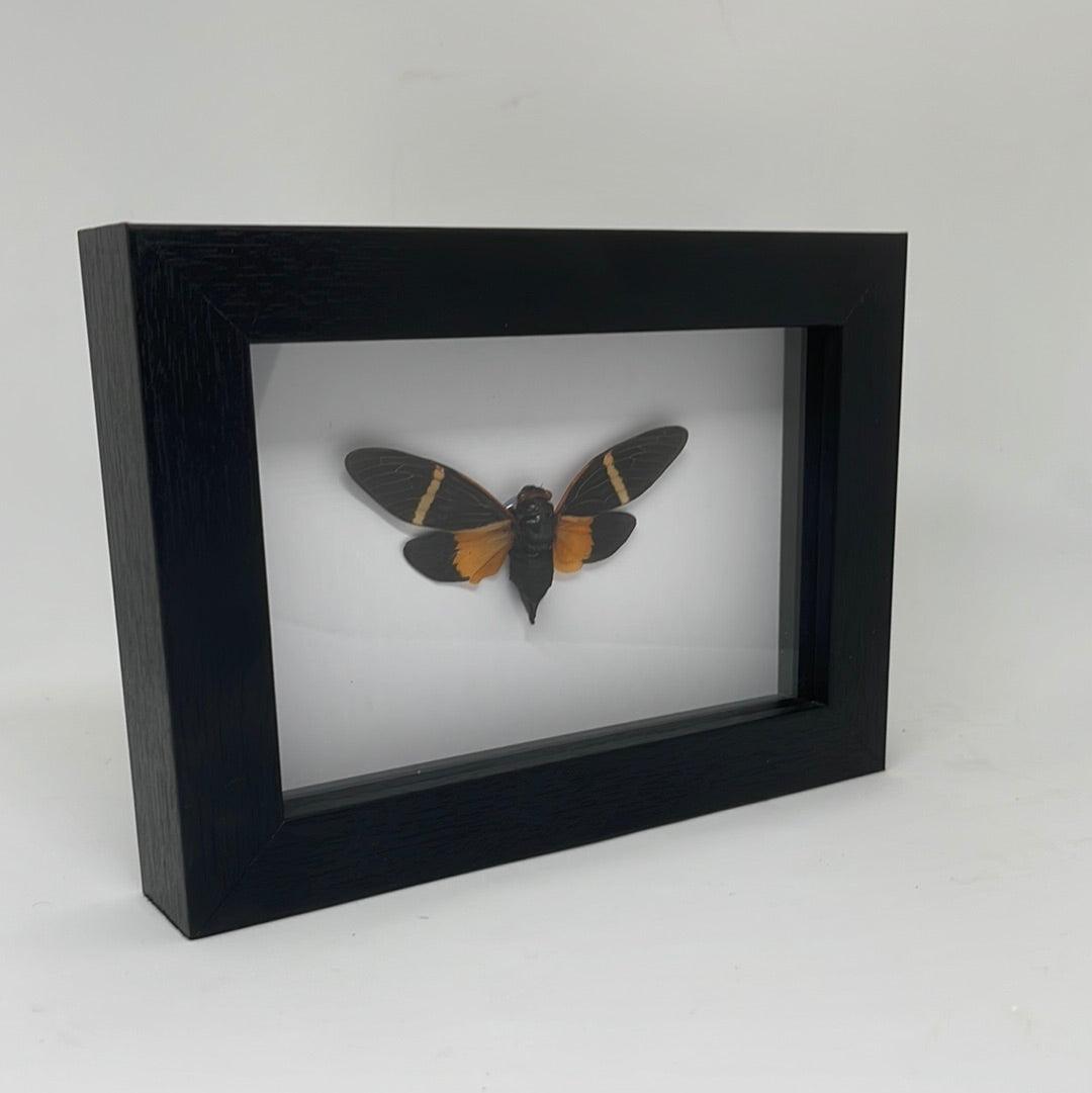Orange Cicada - Tosena paviei in a frame - Pumpkin Cat Collectables - pumpkincatcollectables.com