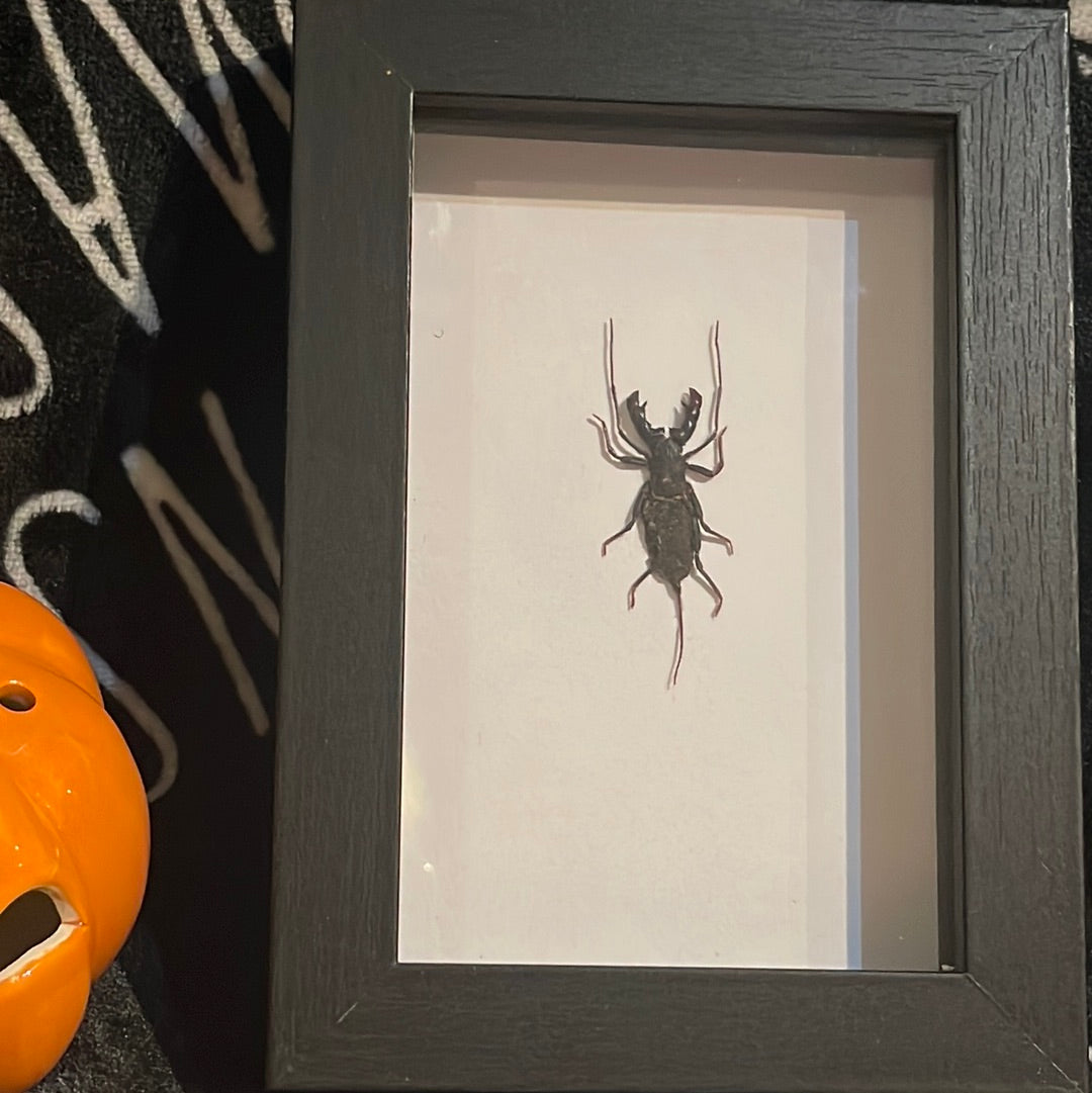 Hypocnotus Whip Scorpion in a frame