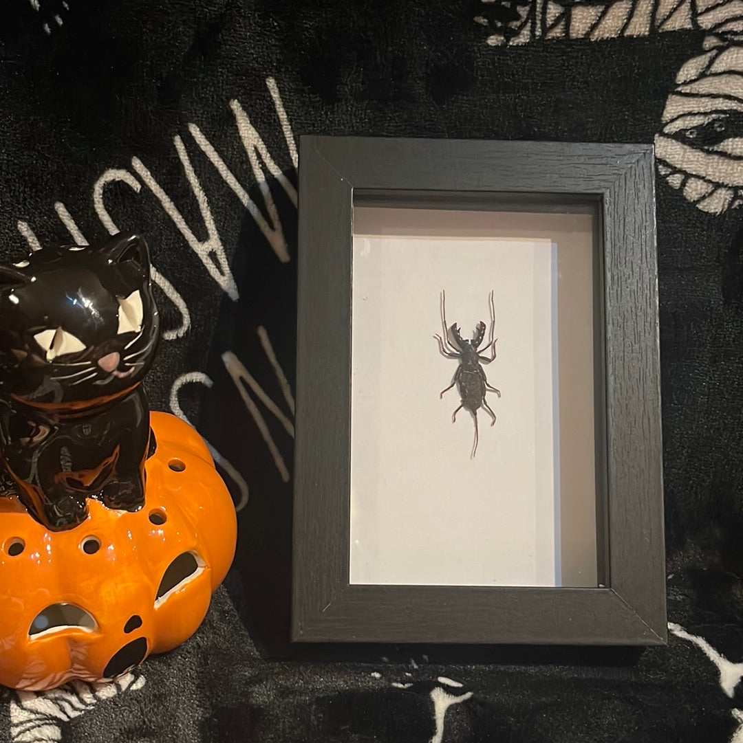 Hypocnotus Whip Scorpion in a frame