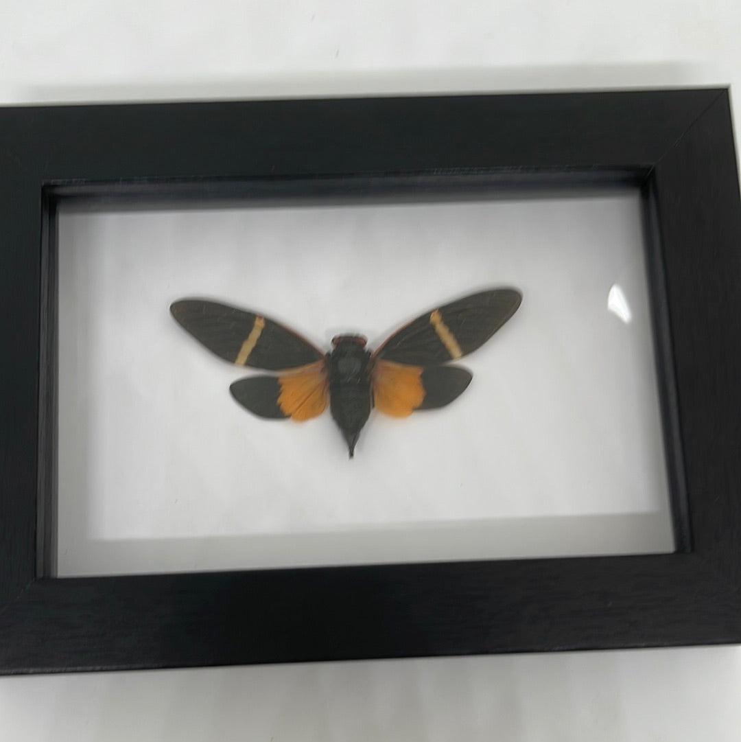 Orange Cicada - Tosena paviei in a frame - Pumpkin Cat Collectables - pumpkincatcollectables.com