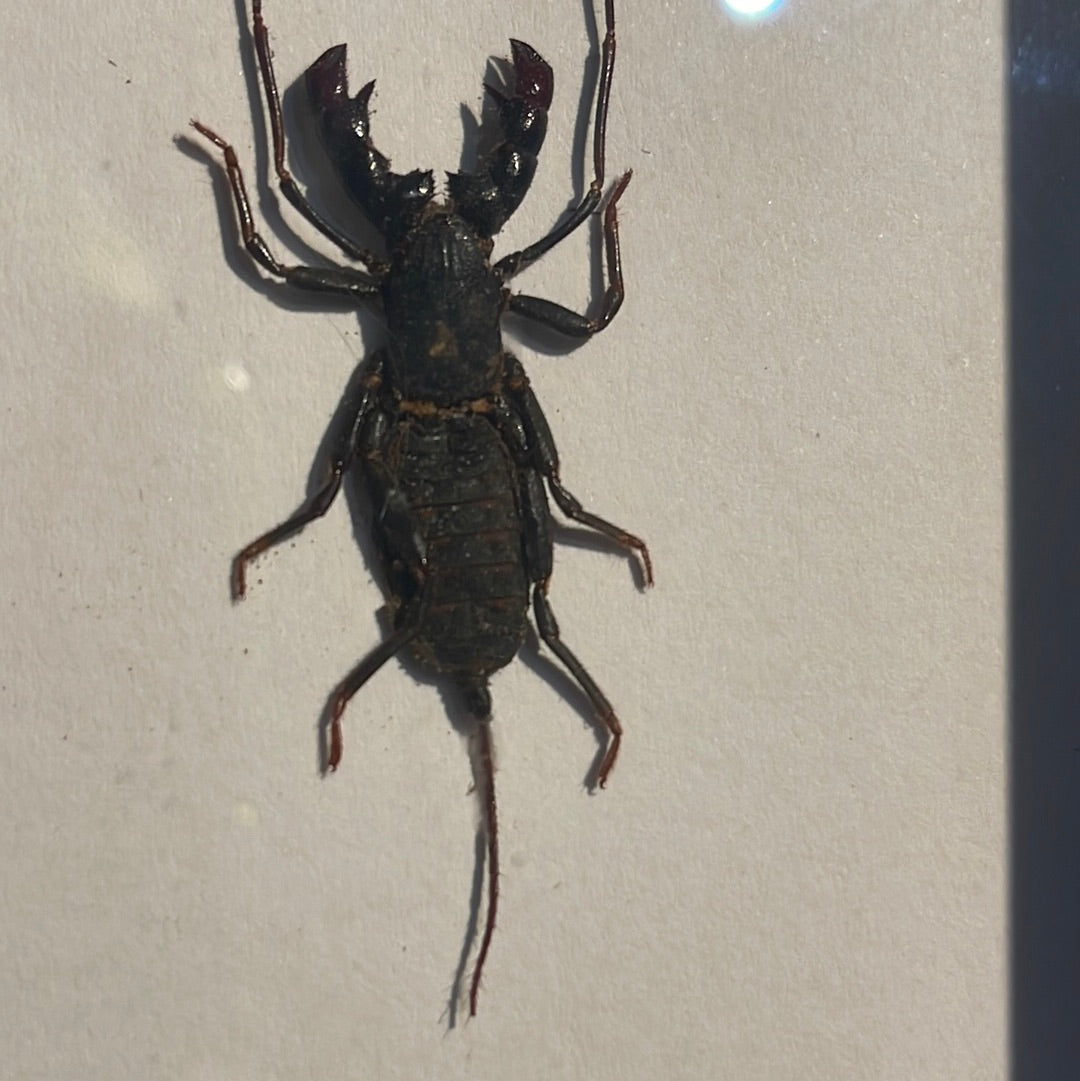 Hypocnotus Whip Scorpion in a frame