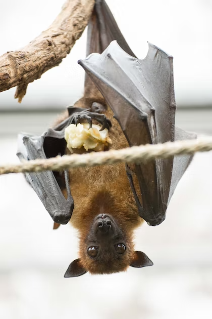 Why Bats in Taxidermy Are Unethical and How You Can Help Protect Them