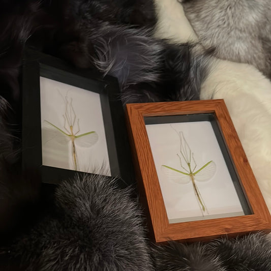 Stick Insect in a frame