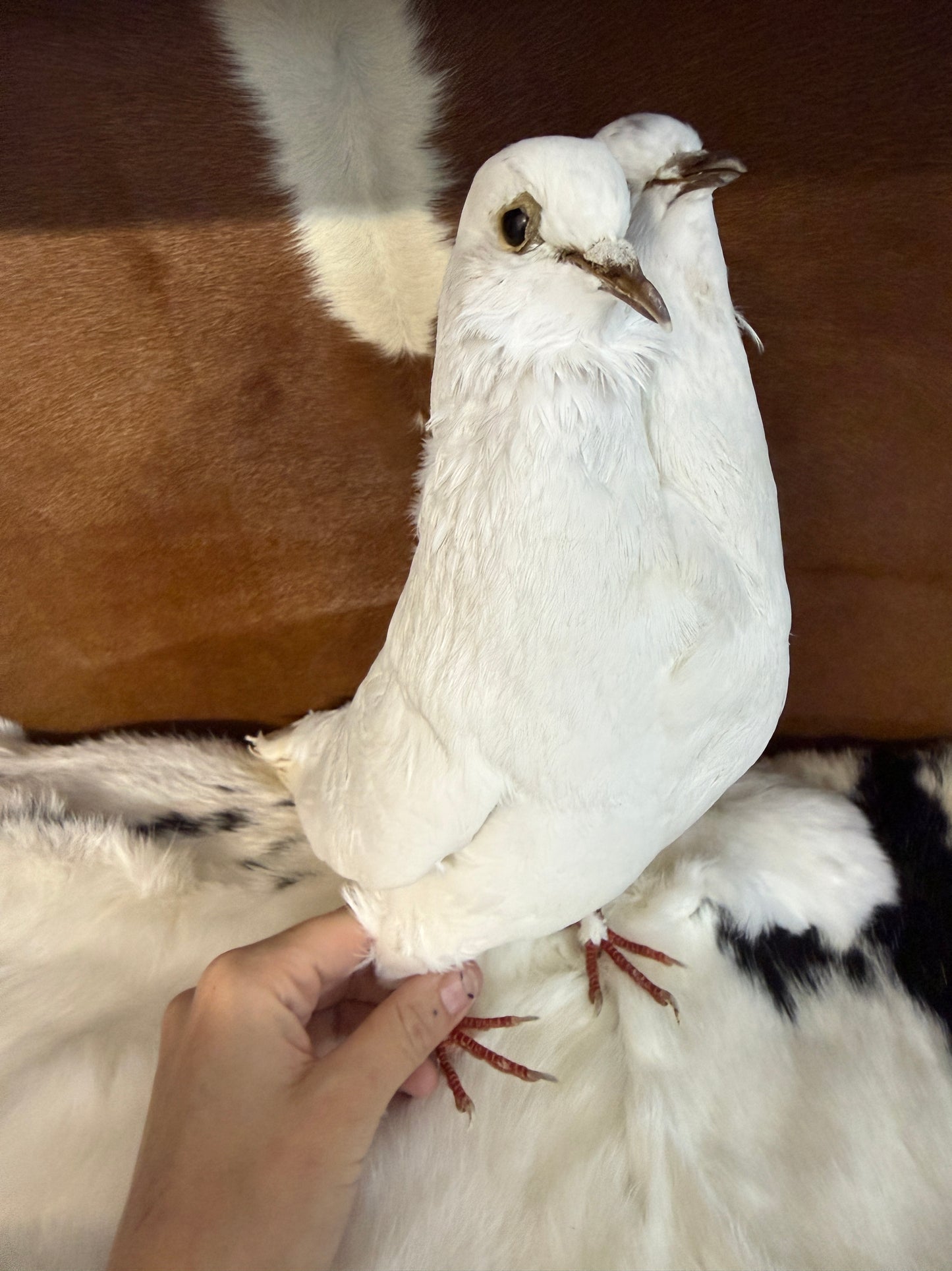 Two Headed Taxidermy Pigeon 'Plem & Plom' - Pumpkin Cat Collectables