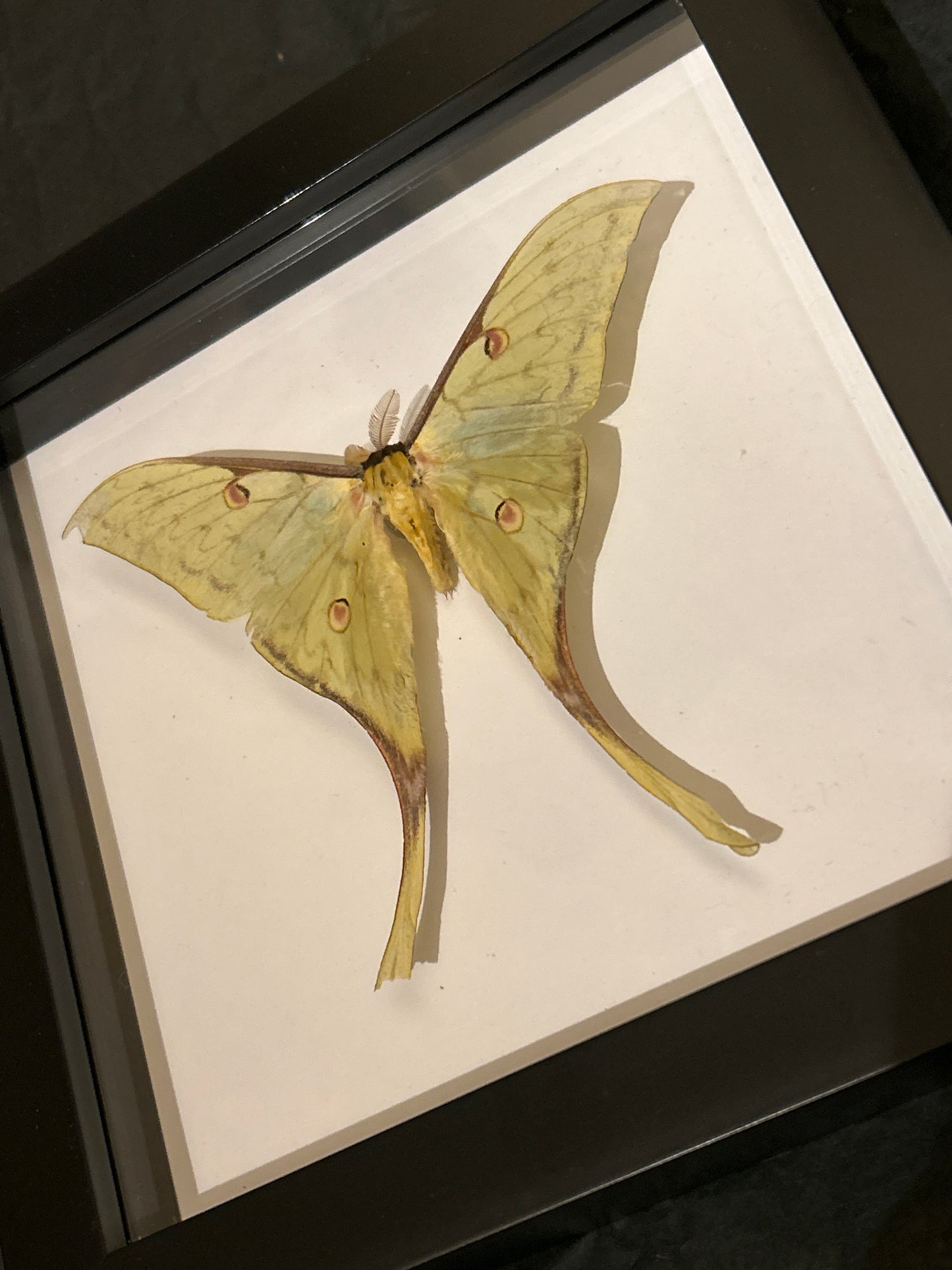 Moon Moth in a frame