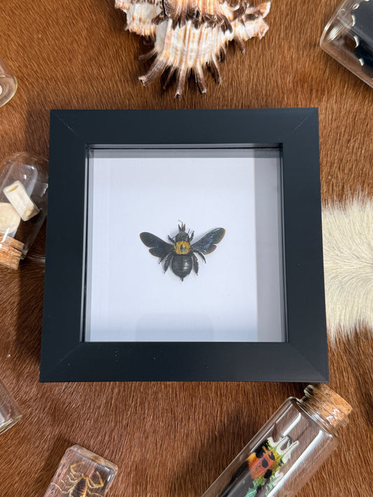 Carpenter Bee - Xylocopa aestuans Frame