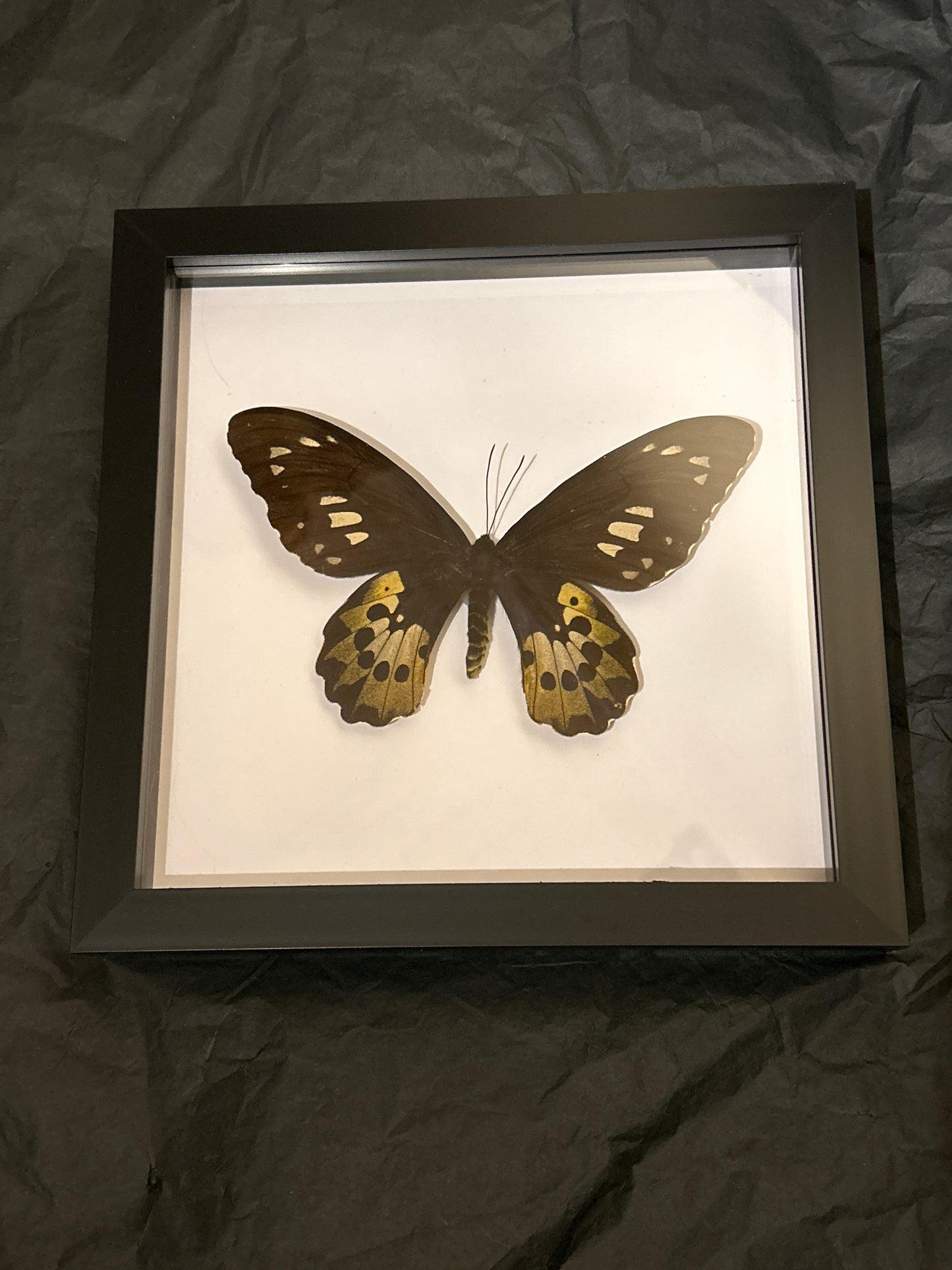 Ornithoptera priamus posiden female butterfly in a Frame