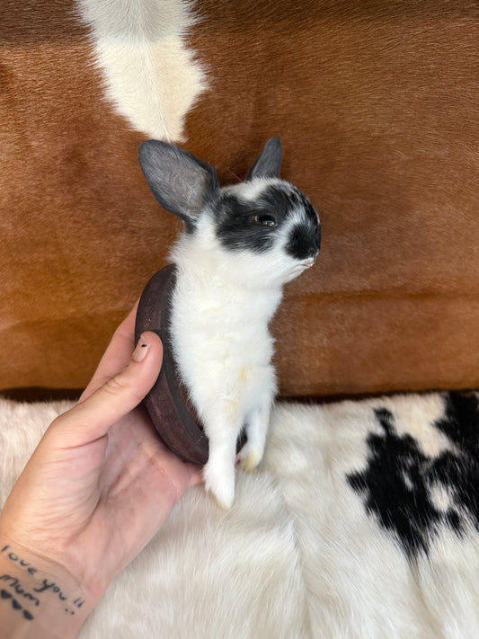 Bunny Bust Wall Mount 'Fry' - Pumpkin Cat Collectables