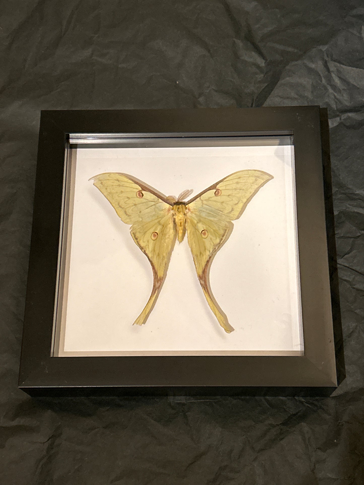 Moon Moth in a frame