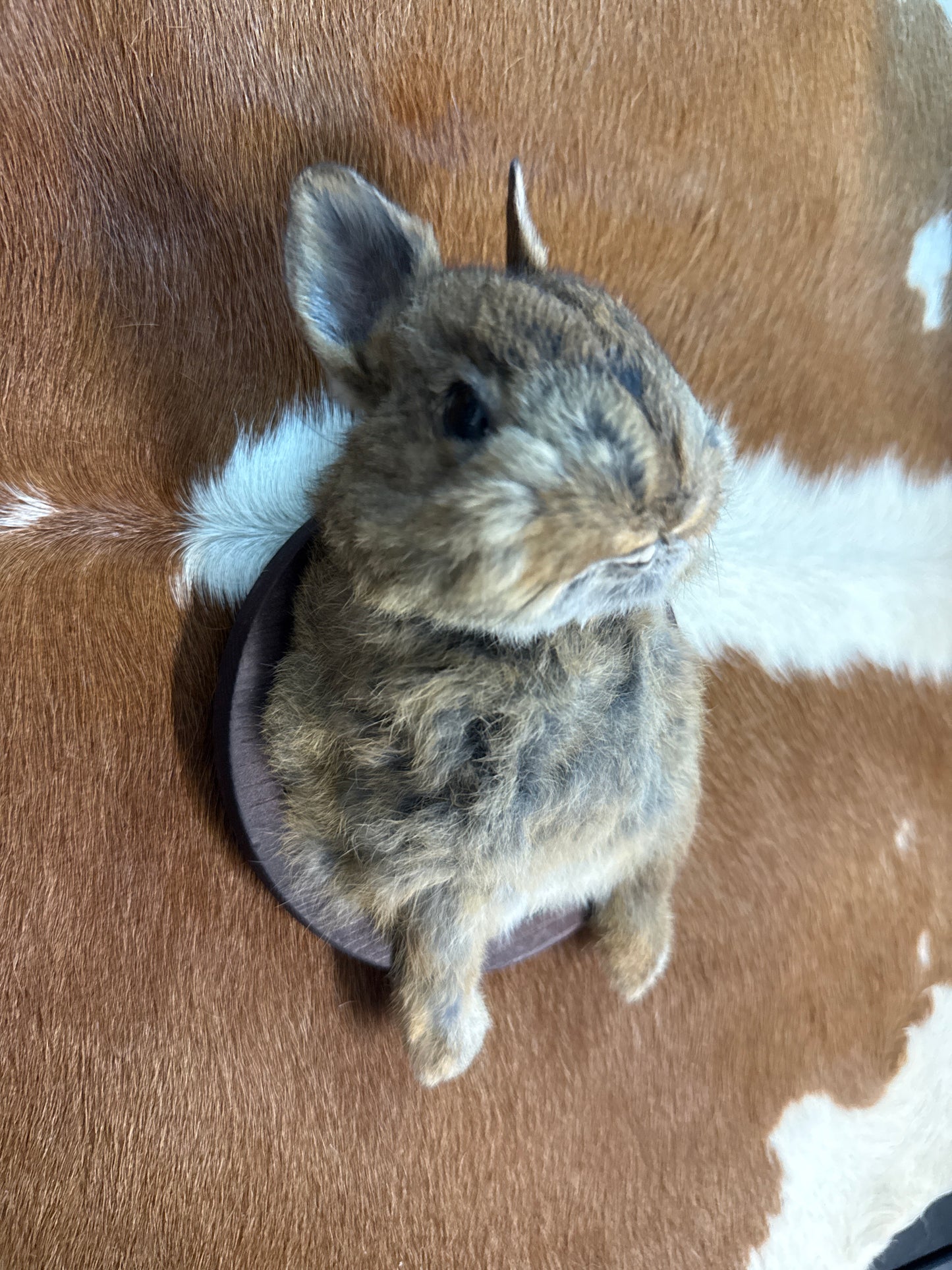 Bunny Bust Wall Mount 'Hesper'