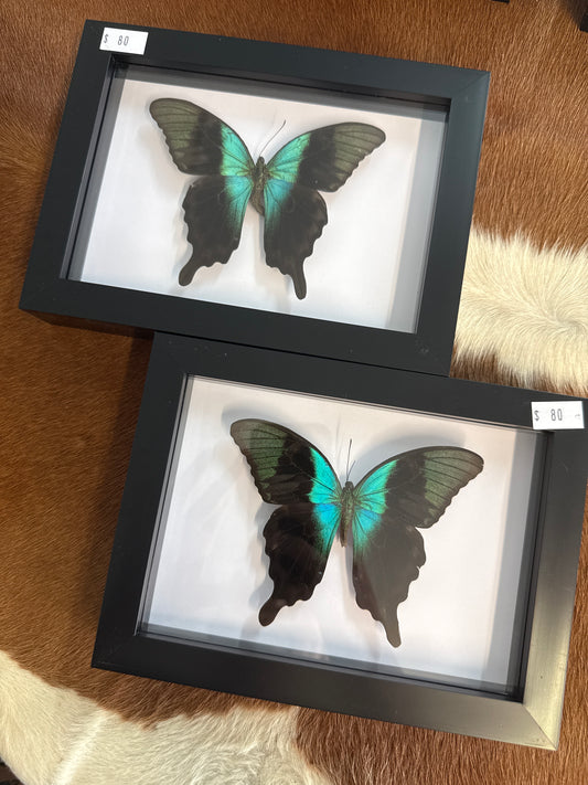 Papilio peranthus Butterfly in a Frame