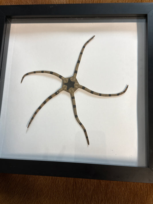 Brittle Starfish in a Frame