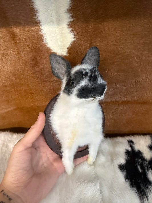 Bunny Bust Wall Mount 'Fry' - Pumpkin Cat Collectables