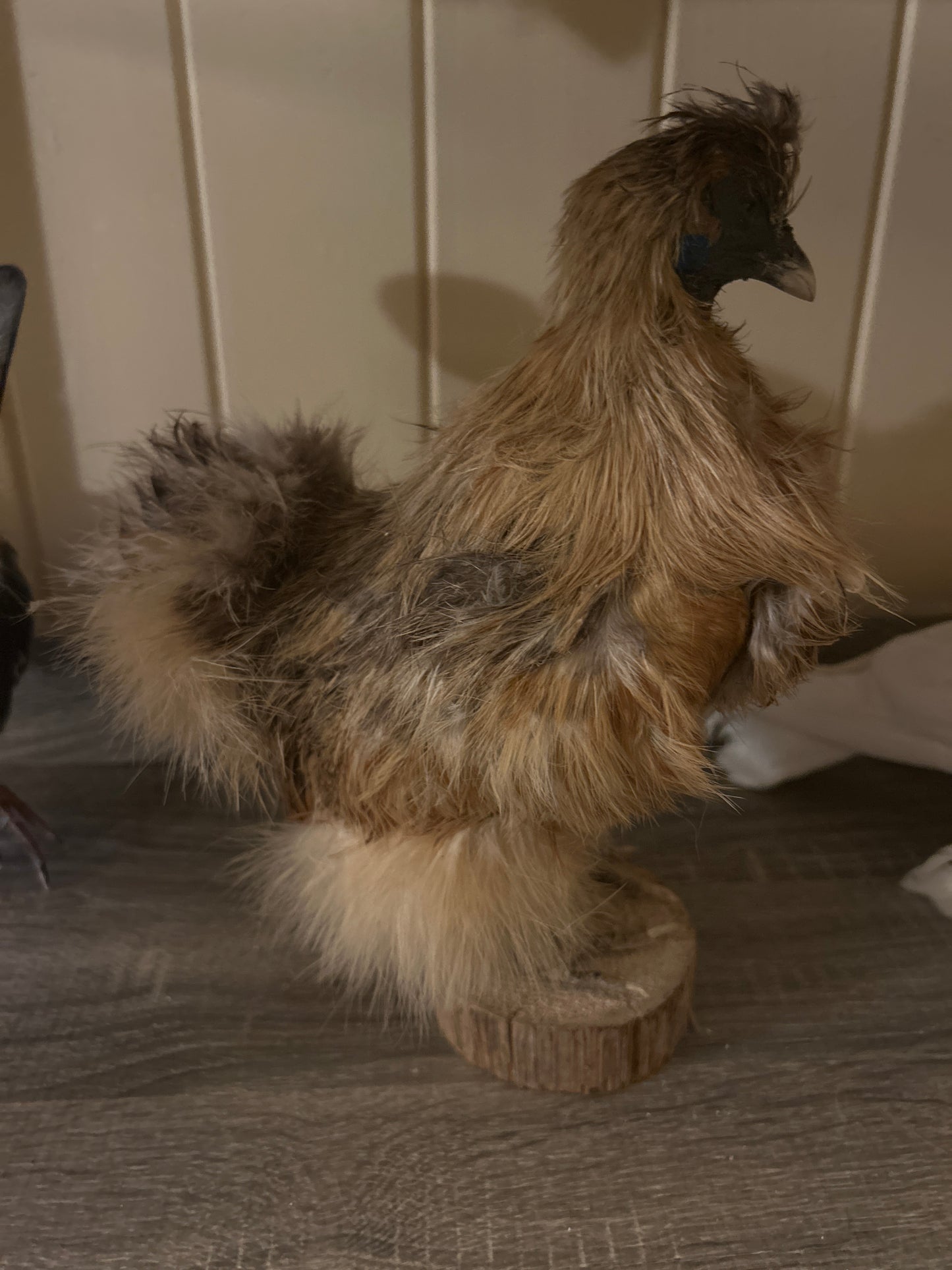 Silkie Rooster Taxidermy Mount