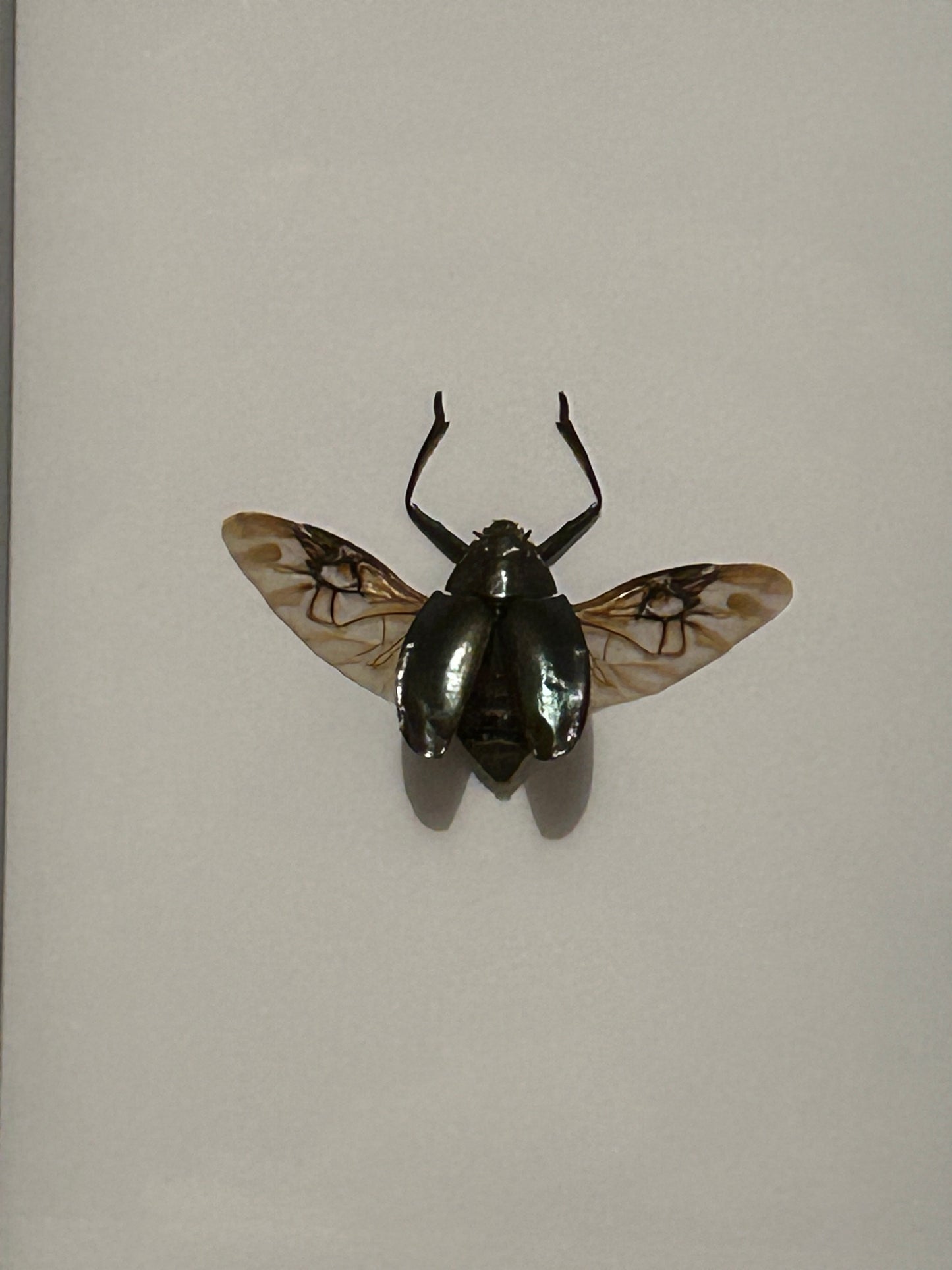 Gyrinidae Beetle in a Frame