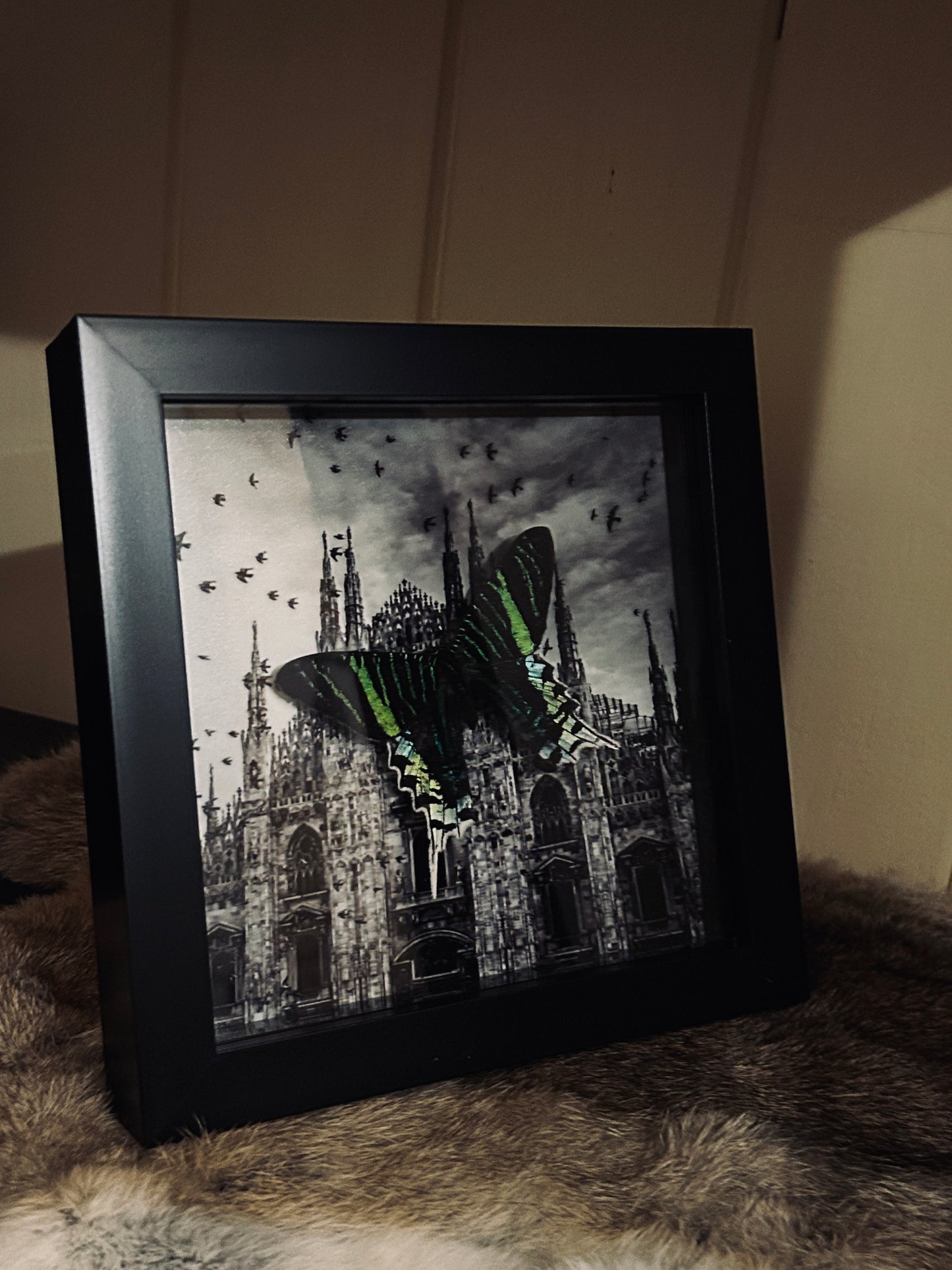 Urania Moth Cathedral Frame