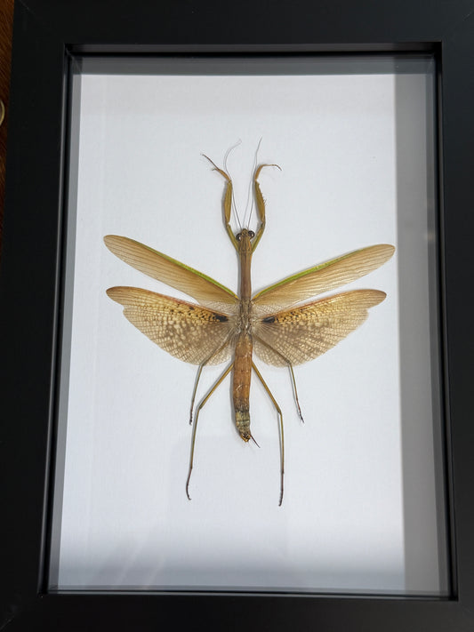 Giant Japanese Mantis - Tenodera avidfolia Frame
