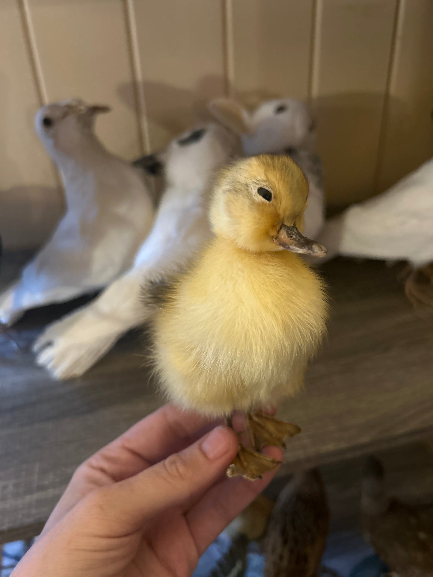 Taxidermy Duckling