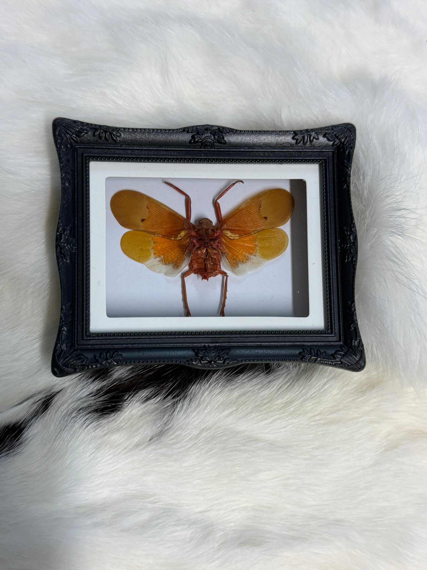Bug Fridge Magnet Mini Frame - Pumpkin Cat Collectables