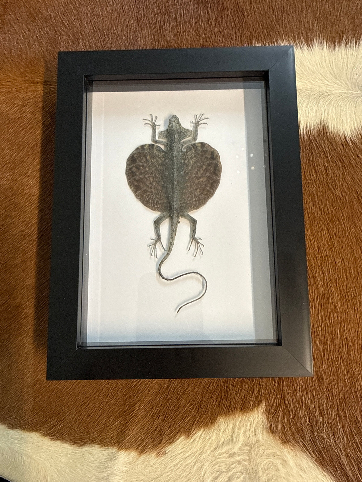 Flying Lizard (Draco volans Volans) Frame