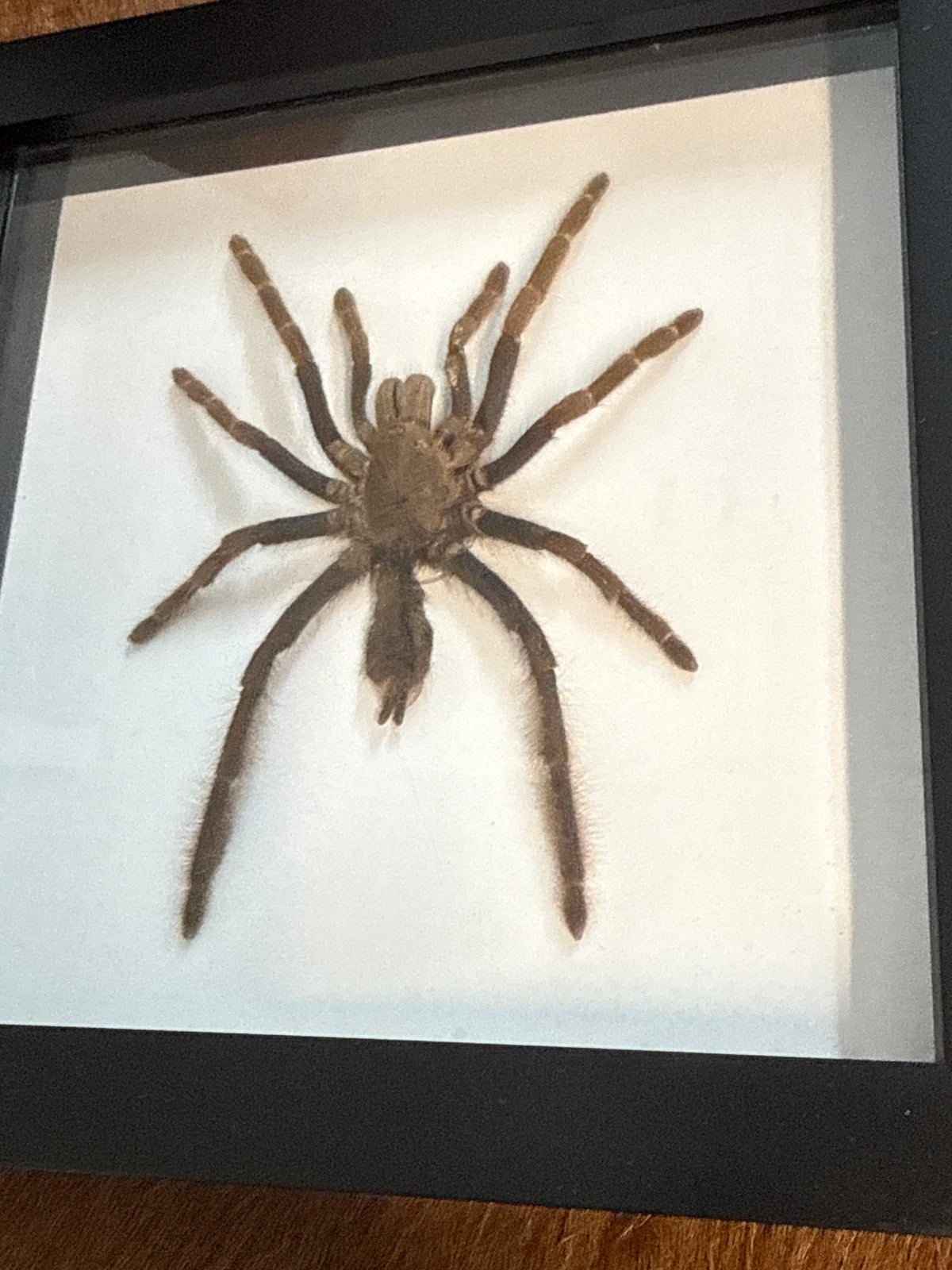 Tarantula Frame - A2