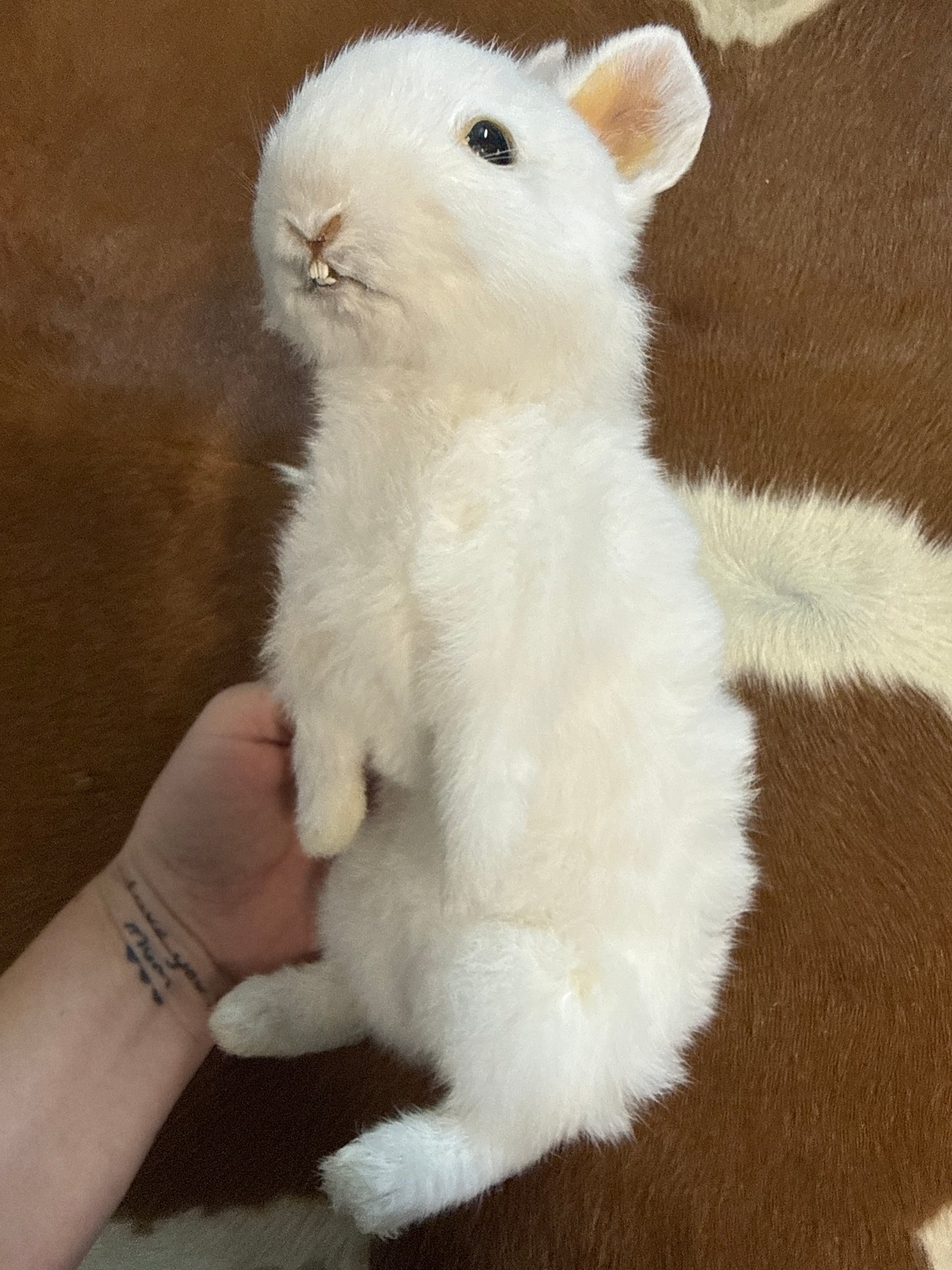 Taxidermy Bunny Mount 'Darcy'