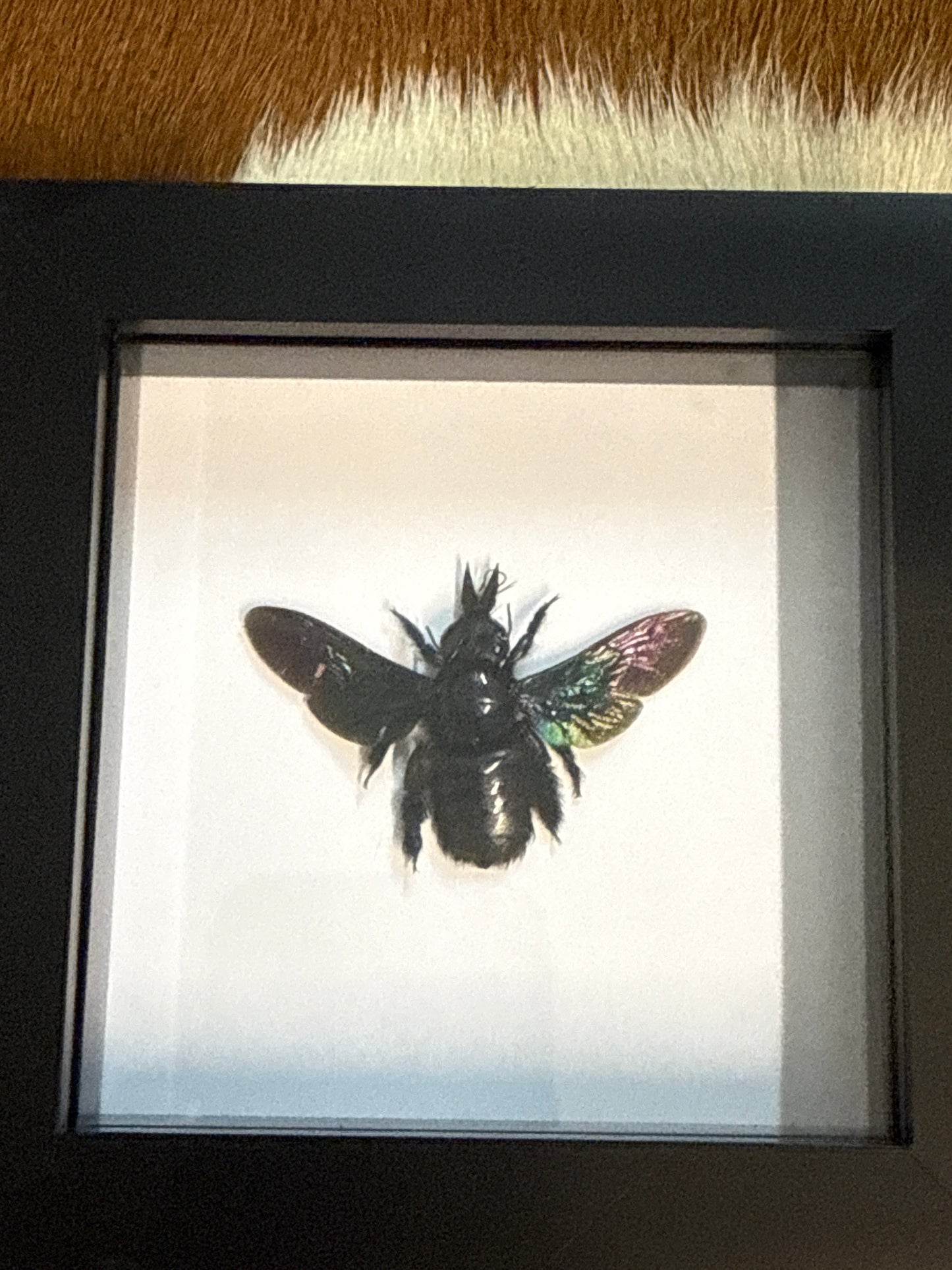 Xylocopa latipes Bee in a frame