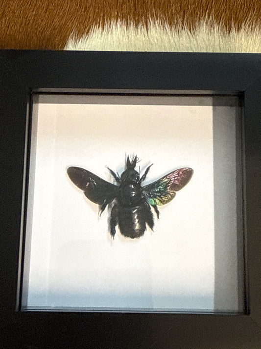 Xylocopa latipes Bee in a frame