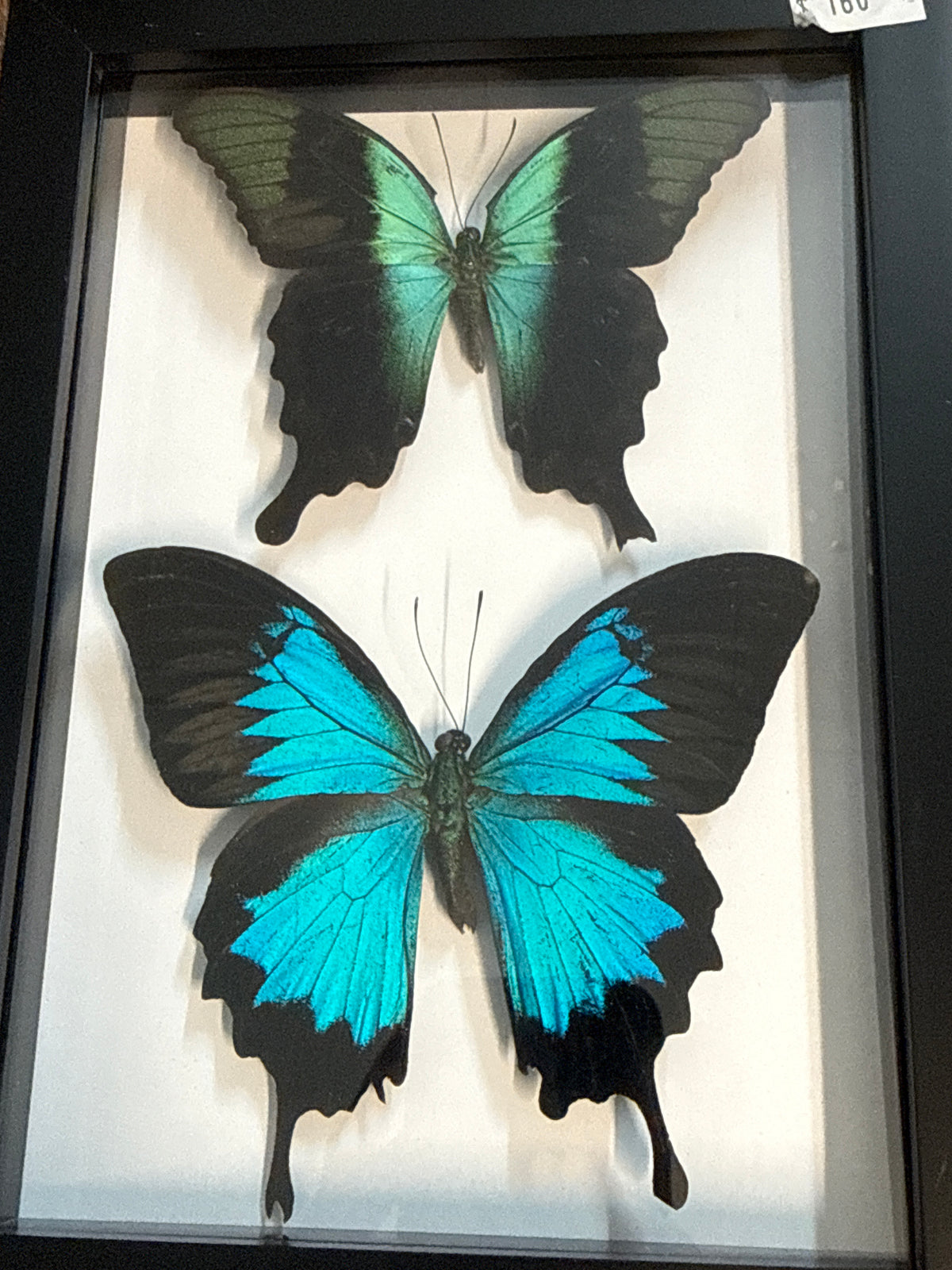 Papilio peranthus & Ulysses Butterfly Duo Frame