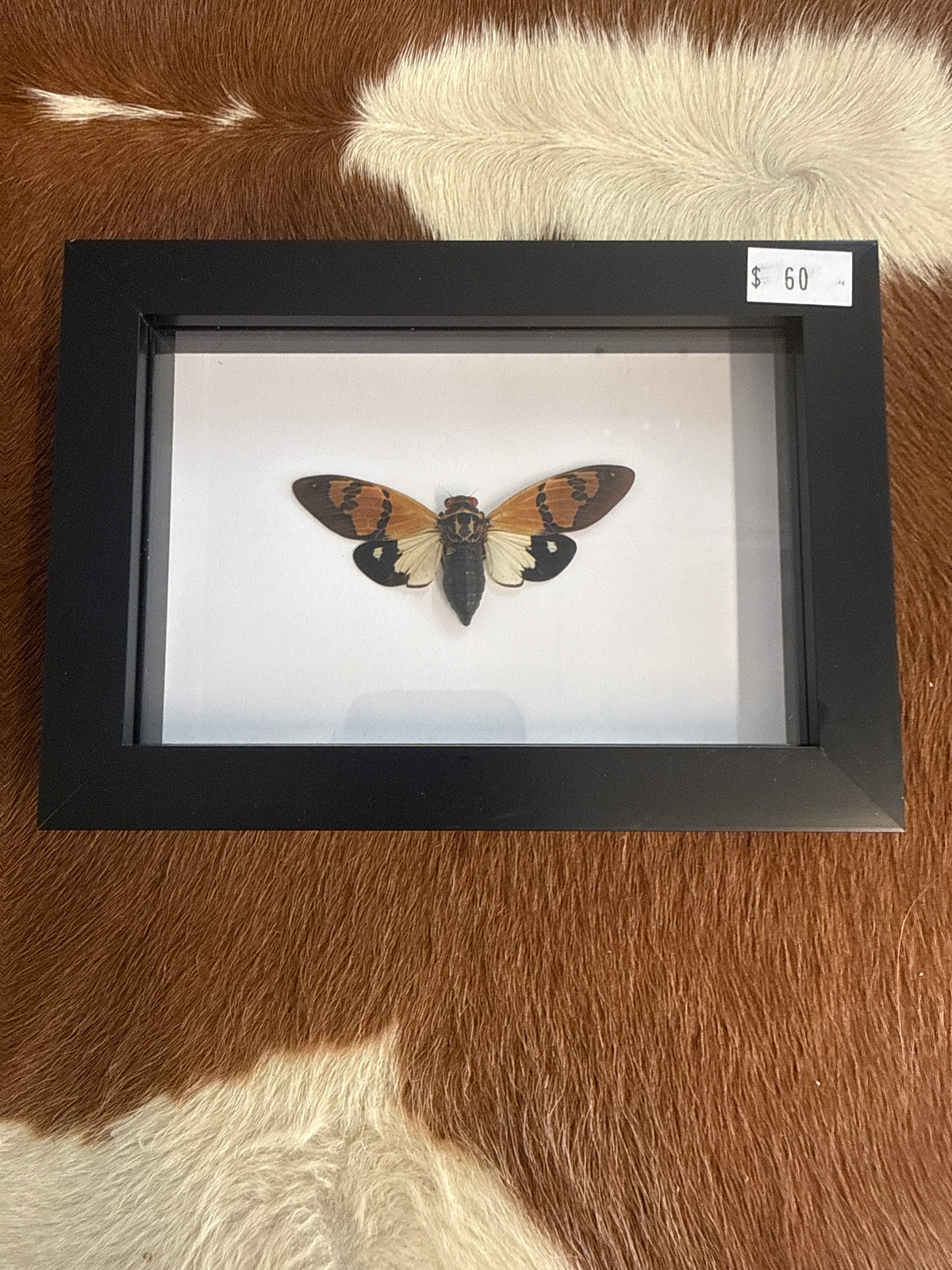 Gaeana festiva Cicada in a Frame