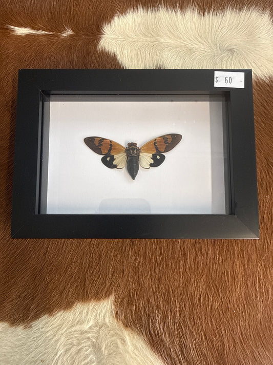 Gaeana festiva Cicada in a Frame