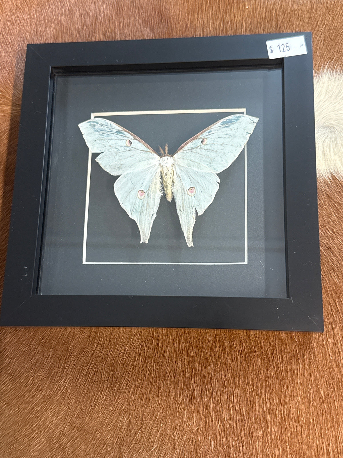 Luna Moth in a Frame
